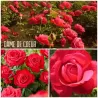 Rožė - Rosa DAME DE COEUR ®