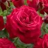 Rožė - Rosa DAME DE COEUR ®
