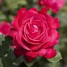 Rožė - Rosa DAME DE COEUR ®
