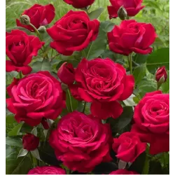 Rožė - Rosa DAME DE COEUR ®