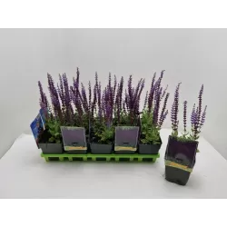Salvia nemorosa OSTFRIESLAND