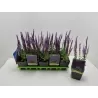 Gojinis šalavijas - Salvia OSTFRIESLAND