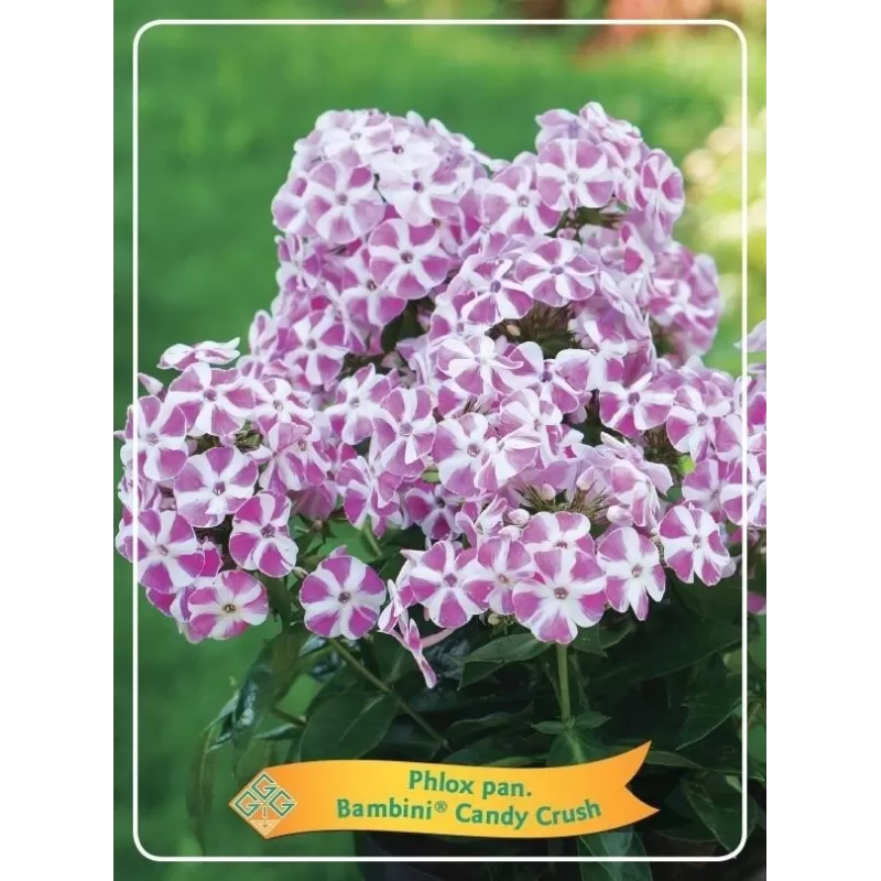 Šluotelinis flioksas - Phlox paniculata Bambini CANDY CRUSH