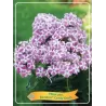 Phlox paniculata Bambini CANDY CRUSH