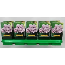 Šluotelinis flioksas - Phlox paniculata Bambini CANDY CRUSH