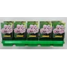 Šluotelinis flioksas - Phlox paniculata Bambini CANDY CRUSH