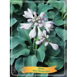 Melsvė - Hosta BLUE MOUSE EARS