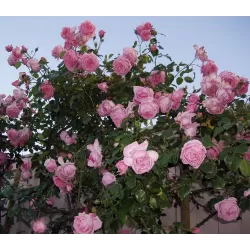 Rožė - Rosa CORAL DAWN ®