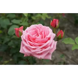 Rožė - Rosa CORAL DAWN ®