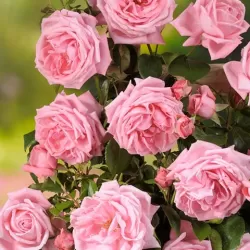 Rožė - Rosa CORAL DAWN ®