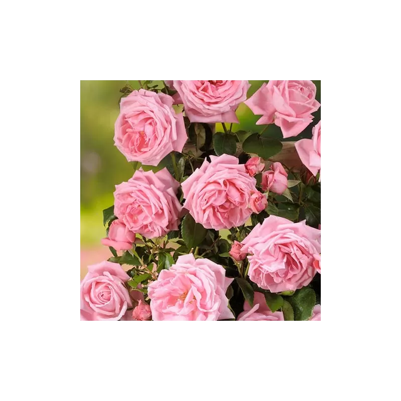 Rožė - Rosa CORAL DAWN ®