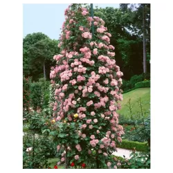 Rožė - Rosa CORAL DAWN ®