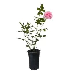 Rožė - Rosa CORAL DAWN ®