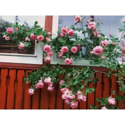 Rožė - Rosa CORAL DAWN ®