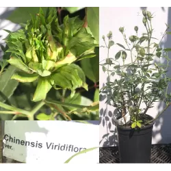 Rožė - Rosa CHINENSIS VIRIDIFLORA