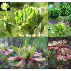 Rožė - Rosa CHINENSIS VIRIDIFLORA