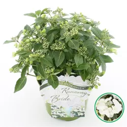 Darželinė hortenzija - Hydrangea macrophylla RUNAWAY BRIDE®