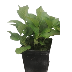 Darželinė hortenzija - Hydrangea macrophylla RED BARON