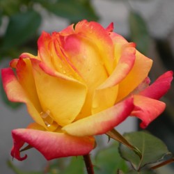 Rožė - Rosa Piccadily