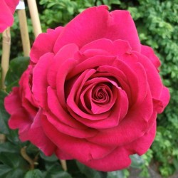 Rožė - Rosa BELLES RIVES