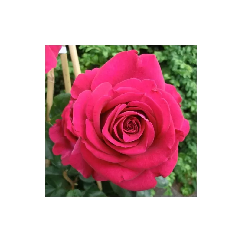 Rožė - Rosa BELLES RIVES