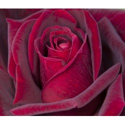 Rožė - Rosa Jubilee de Papa Meilland