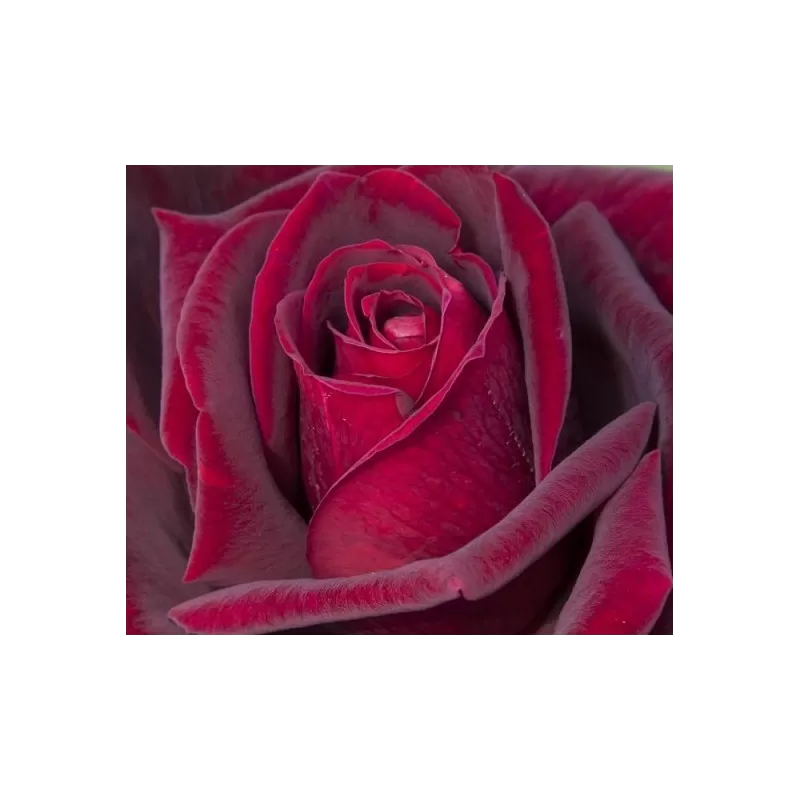 Rožė - Rosa Jubilee de Papa Meilland