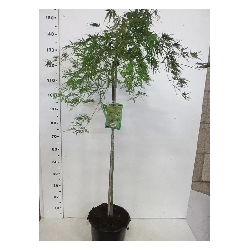 Medžiai ir krūmai internetu su pristatymu į namus visoje Lietuvoje