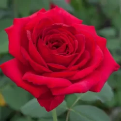 ROSA Jubilee de Papa Meilland