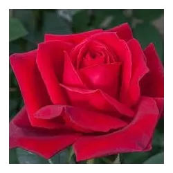 Rožė - Rosa Jubilee de Papa Meilland