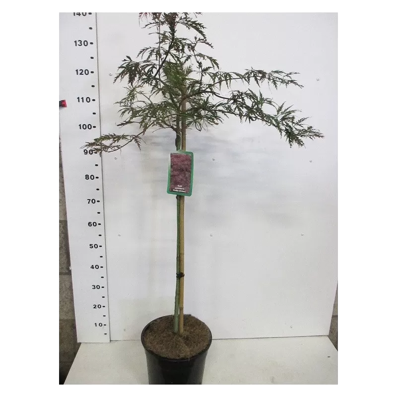 Medžiai ir krūmai internetu su pristatymu į namus visoje Lietuvoje