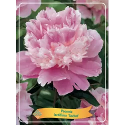 Bijūnas - Paeonia lactiflora SORBET