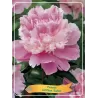 Bijūnas - Paeonia lactiflora SORBET