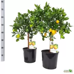 Citrusas - Citrus floridana limequat