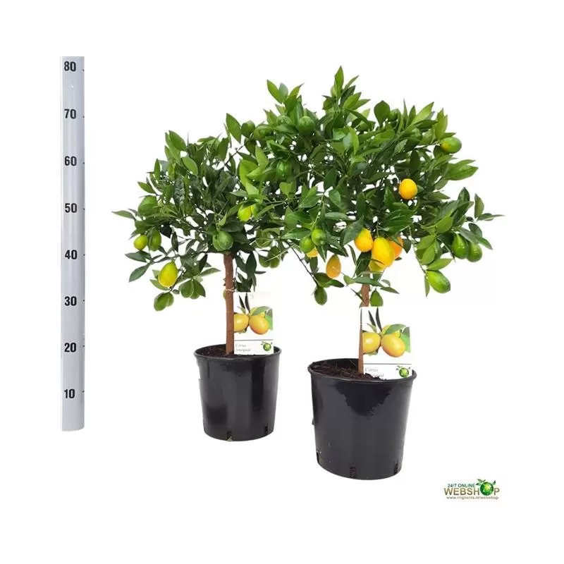 Citrusas - Citrus floridana limequat