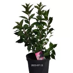 Šluotelinė hortenzija Vanille Fraise - Hydrangea paniculata