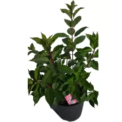 Šluotelinė hortenzija Vanille Fraise - Hydrangea paniculata