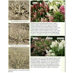 Hydrangea paniculata Living RASPBERRY PINK