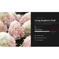 Hydrangea paniculata Living RASPBERRY PINK