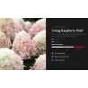 Hydrangea paniculata Living RASPBERRY PINK