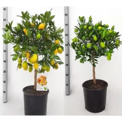 Citrusas - Citrus floridana limequat