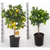 Citrusas - Citrus floridana limequat