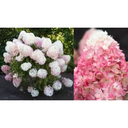 Hydrangea paniculata Living RASPBERRY PINK