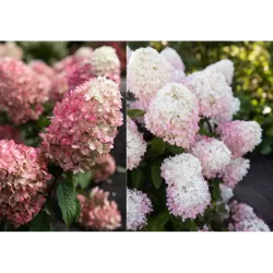 Hydrangea paniculata Living RASPBERRY PINK