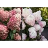 Šluotelinė hortenzija - Hydrangea paniculata Living RASPBERRY PINK