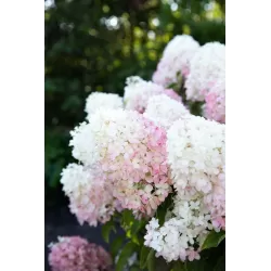 Hydrangea paniculata Living RASPBERRY PINK