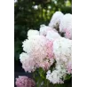 Hydrangea paniculata Living RASPBERRY PINK