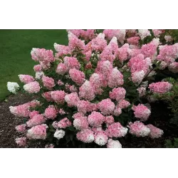 Hydrangea paniculata Living RASPBERRY PINK