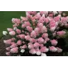 Hydrangea paniculata Living RASPBERRY PINK