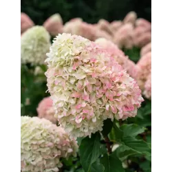 Hydrangea paniculata Living RASPBERRY PINK